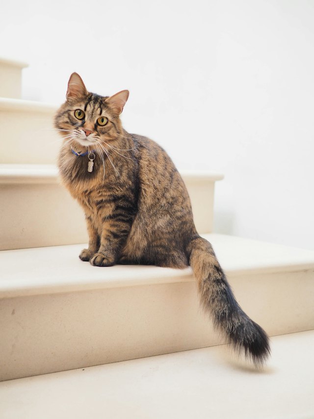 A cat at home