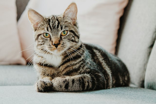 A calm cat resting at home