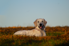 Senior golden retriever resting