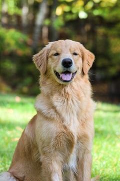Adult golden retriever