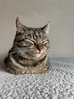 Senior tabby cat resting